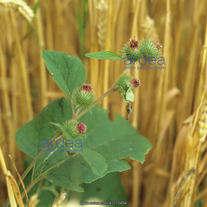 : Burdock in Flower : Burdock in Flower