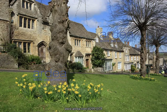 : Burford - Spring day with Daffodils : Burford - Spring day with Daffodils