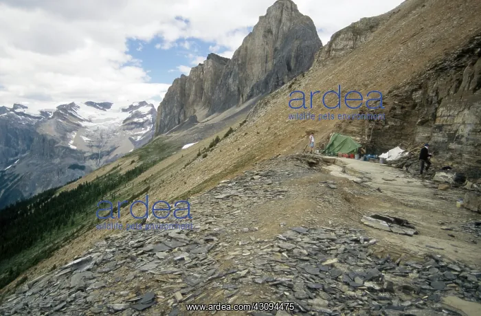 : Burgess Shale : Burgess Shale