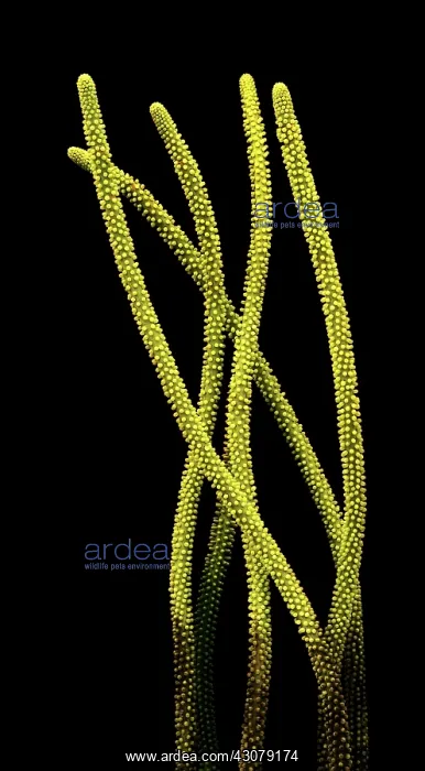  : Burgess Shale algae