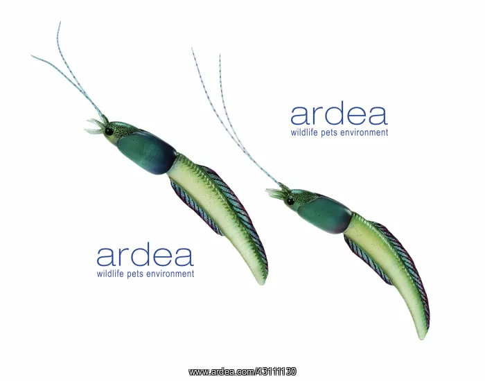 : Burgess Shale animal : Burgess Shale animal