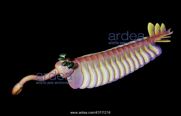 : Burgess Shale animal : Burgess Shale animal