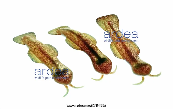 : Burgess Shale animal : Burgess Shale animal