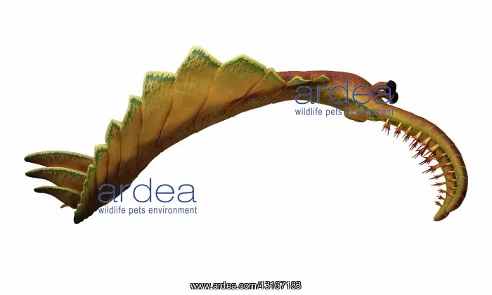 : Burgess Shale animal : Burgess Shale animal