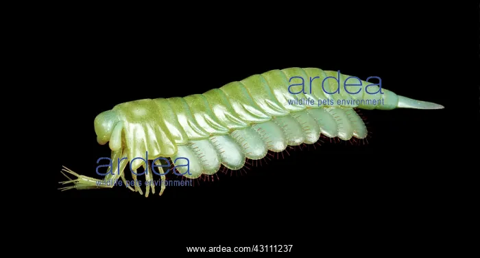 : Burgess Shale arthropod : Burgess Shale arthropod