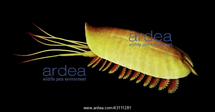 : Burgess Shale arthropod : Burgess Shale arthropod