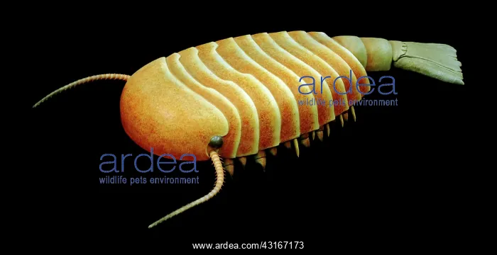 : Burgess Shale arthropod : Burgess Shale arthropod