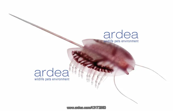 : Burgess Shale arthropod : Burgess Shale arthropod