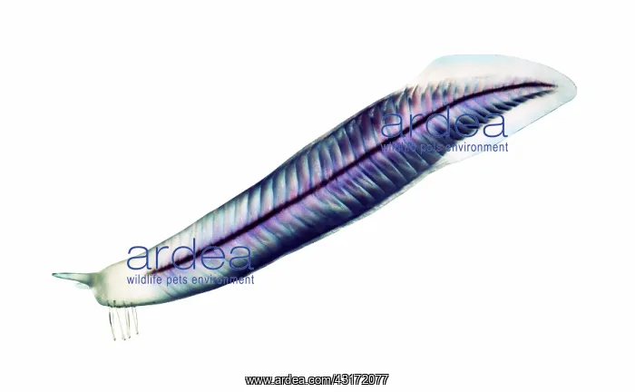 : Burgess Shale chordate : Burgess Shale chordate