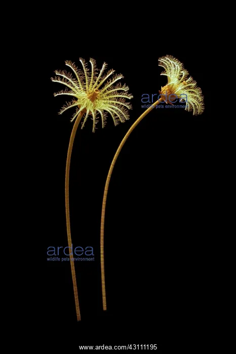  : Burgess Shale crinoid