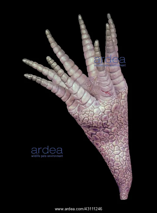 : Burgess Shale crinoid : Burgess Shale crinoid