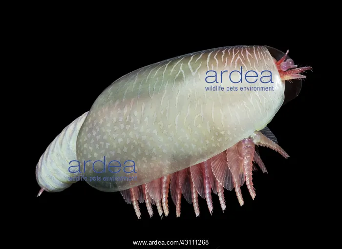 : Burgess Shale crustacean : Burgess Shale crustacean