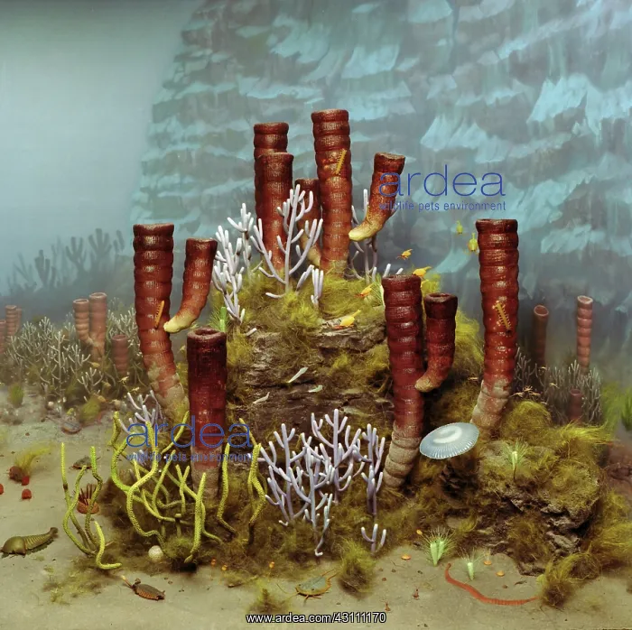 : Burgess Shale fauna : Burgess Shale fauna