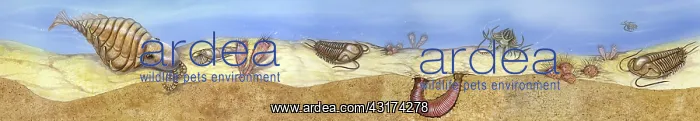 : Burgess Shale Illustration : Burgess Shale Illustration