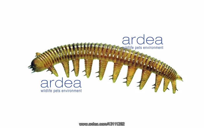 : Burgess Shale onychophoran : Burgess Shale onychophoran