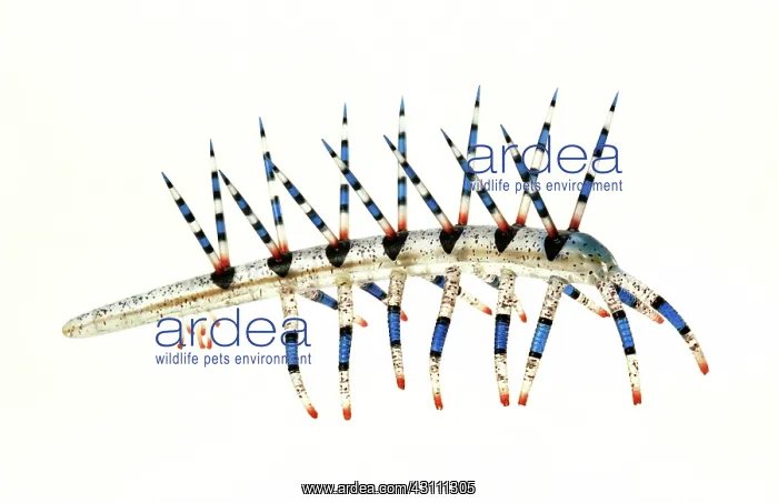 : Burgess Shale onychophoran : Burgess Shale onychophoran