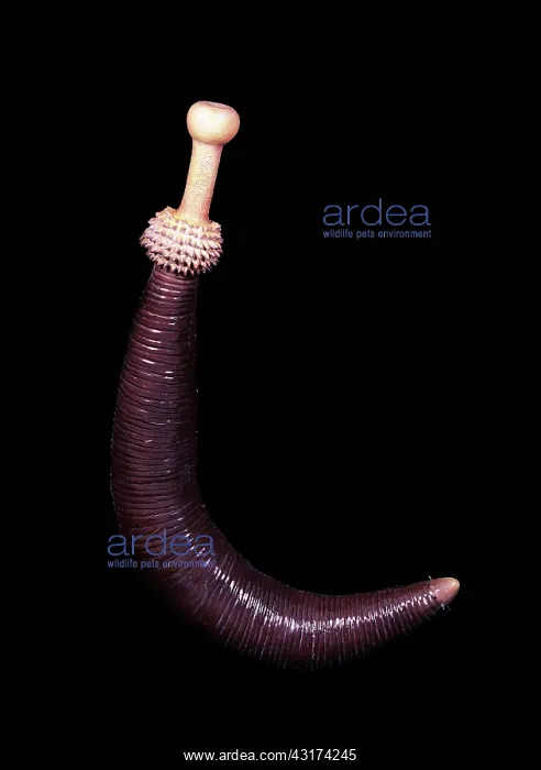 : Burgess Shale priapulid worm : Burgess Shale priapulid worm