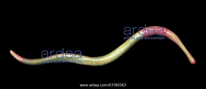 : Burgess Shale priapulid worm : Burgess Shale priapulid worm