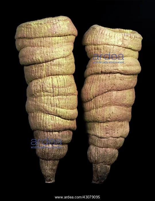 : Burgess Shale sponge : Burgess Shale sponge