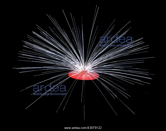 : Burgess Shale sponge : Burgess Shale sponge
