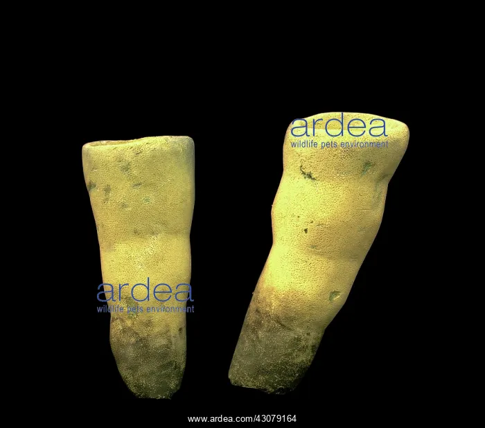 : Burgess Shale sponge : Burgess Shale sponge