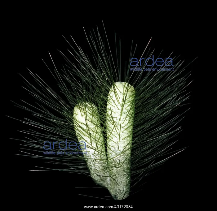: Burgess Shale sponge : Burgess Shale sponge