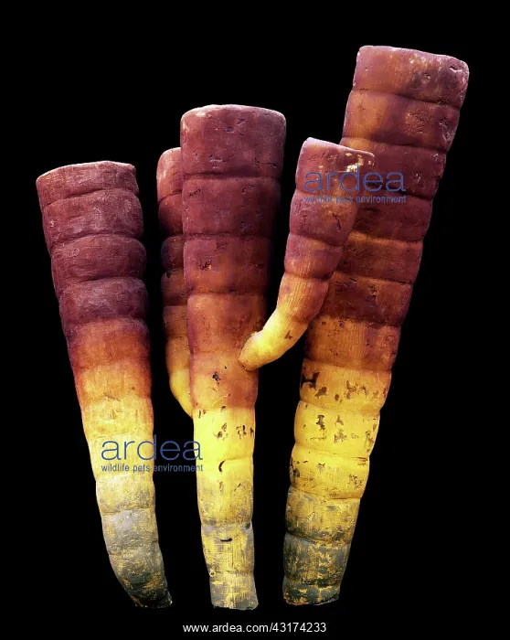 : Burgess Shale sponge : Burgess Shale sponge