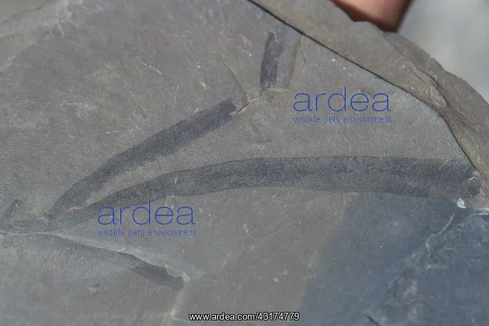 : Burgess Shale Sponge : Burgess Shale Sponge