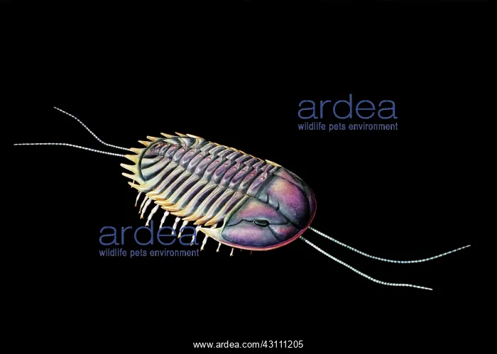 : Burgess Shale trilobite : Burgess Shale trilobite