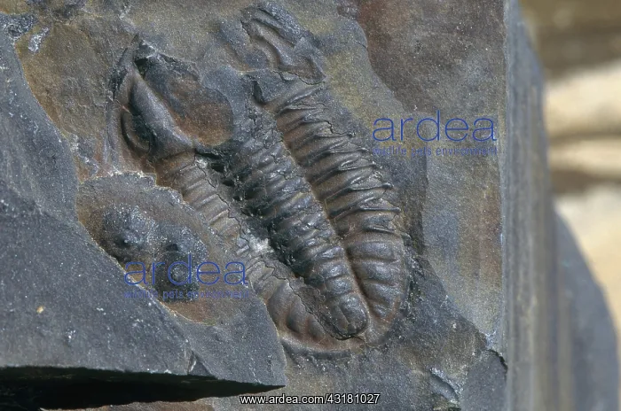 : Burgess Shale Trilobite : Burgess Shale Trilobite