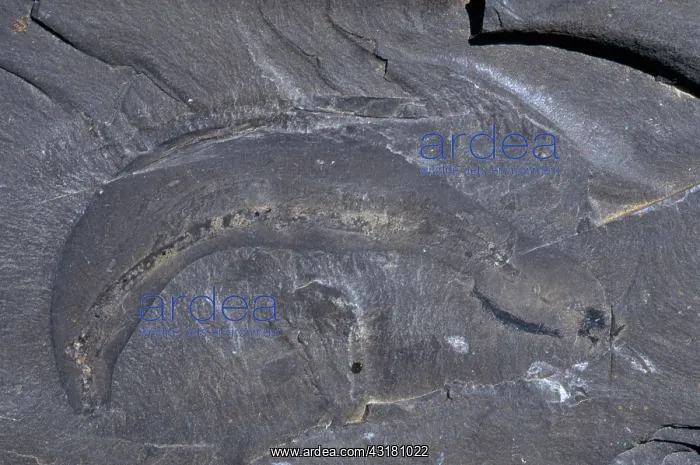 : Burgess Shale Worm : Burgess Shale Worm