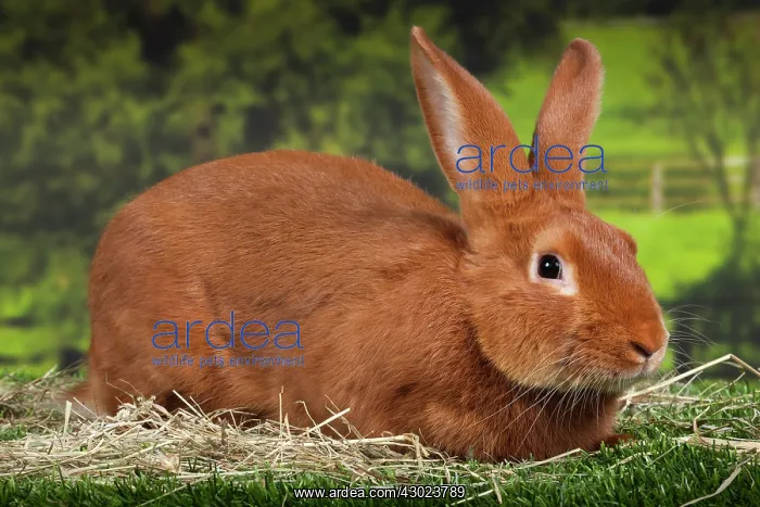  : Burgundy Fawn Rabbit