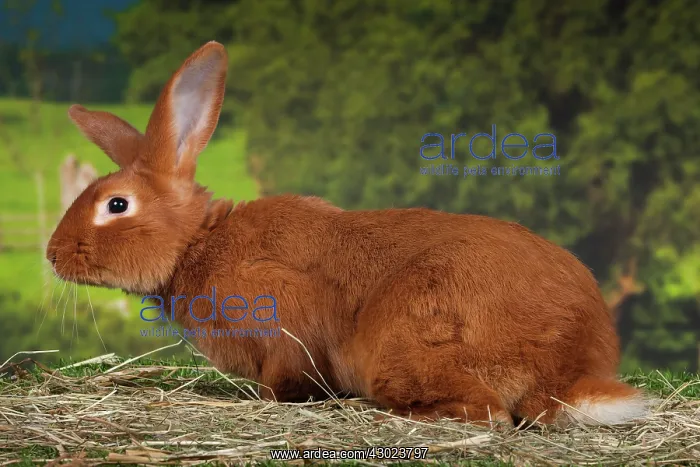  : Burgundy Fawn Rabbit