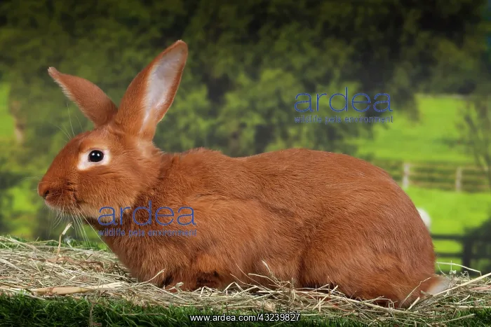  : Burgundy Fawn Rabbit