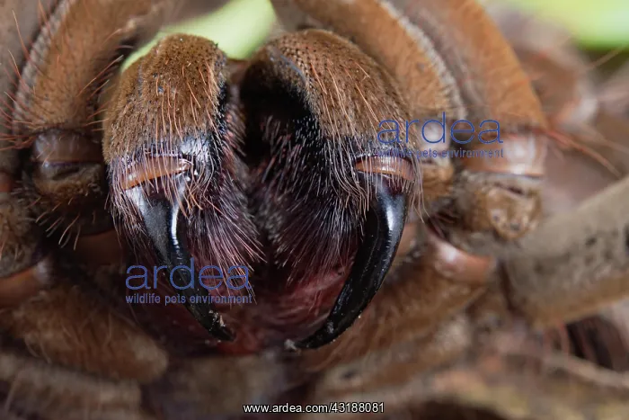 : Burgundy goliath bird eater (Theraphosa stirmi) : Burgundy goliath bird eater (Theraphosa stirmi)