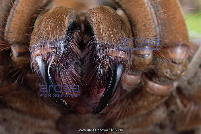 : Burgundy goliath bird eater (Theraphosa stirmi) : Burgundy goliath bird eater (Theraphosa stirmi)
