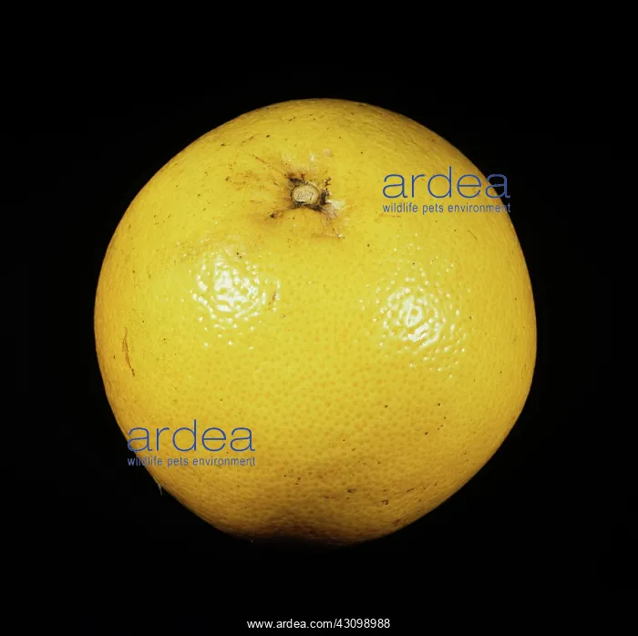 : Whole Burgundy Grapefruit : Whole Burgundy Grapefruit