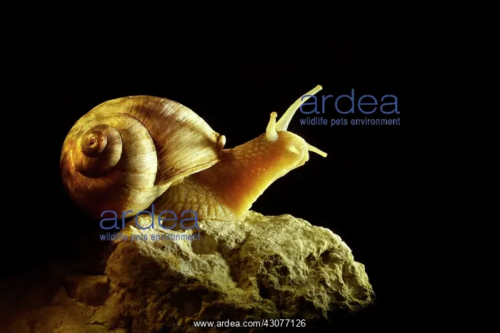 : Burgundy Snail : Burgundy Snail