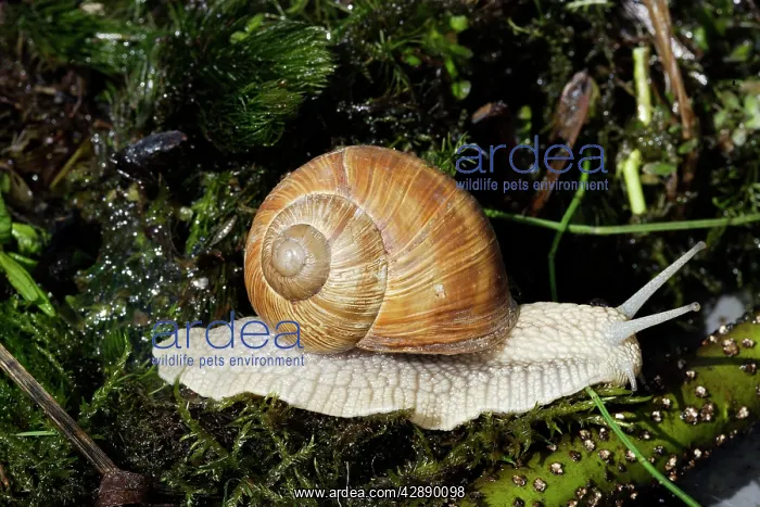 : Burgundy Snail - edible snail : Burgundy Snail - edible snail