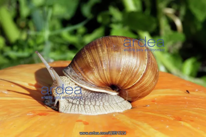: Burgundy Snail - edible snail : Burgundy Snail - edible snail