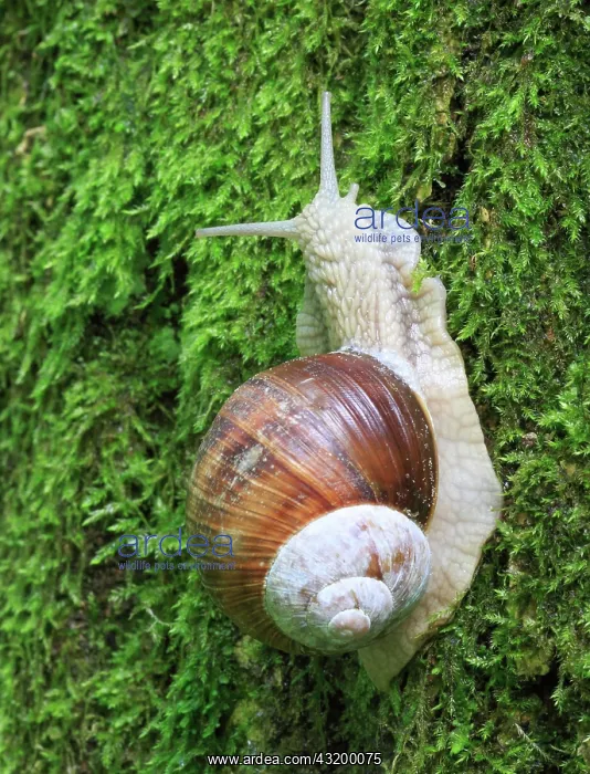: Burgundy snail (Helix pomatia), escargot, Switzerland : Burgundy snail (Helix pomatia), escargot, Switzerland