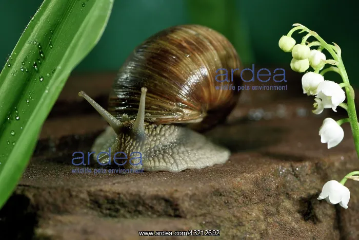 : Burgundy snail (Helix pomatia), blooming lily of : Burgundy snail (Helix pomatia), blooming lily of