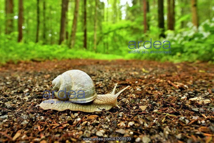 : Burgundy snail ( Helix pomatia) crawls along a forest : Burgundy snail ( Helix pomatia) crawls along a forest