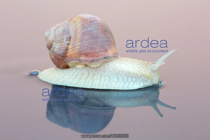 : Burgundy snail (Helix pomatia) growing on a smooth : Burgundy snail (Helix pomatia) growing on a smooth