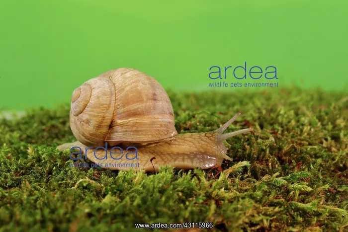: Burgundy snail (Helix pomatia) on moss, North Rhine-Westphal : Burgundy snail (Helix pomatia) on moss, North Rhine-Westphal