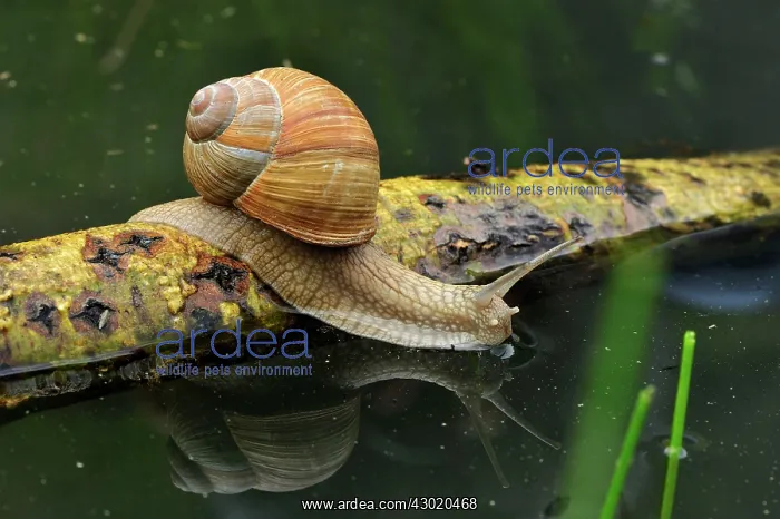 : Burgundy Snail Roman Snail Edible Snail Escargot : Burgundy Snail Roman Snail Edible Snail Escargot