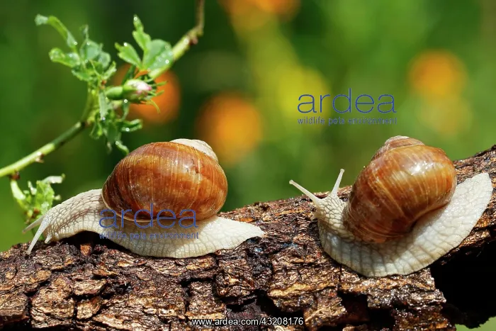 : Two Burgundy snails (Helix pomatia), on a tree trunk : Two Burgundy snails (Helix pomatia), on a tree trunk