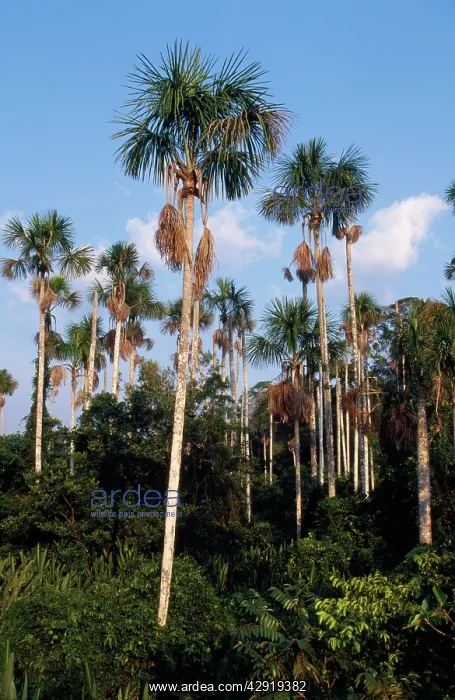 : Buriti / Maniche Palms : Buriti / Maniche Palms