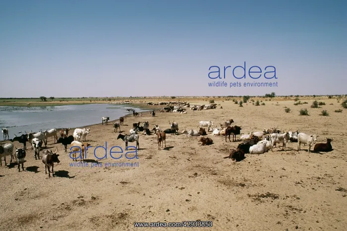  : BURKINA FASO - Sahel cattle herd