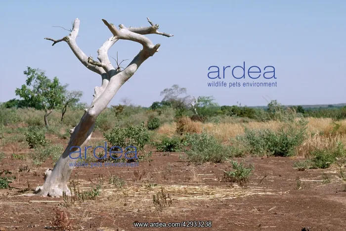 : Burkina Faso - sahel tree, killed by continual : Burkina Faso - sahel tree, killed by continual